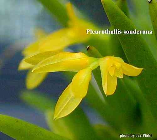 Pleurothallis sonderana